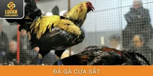 Trải Nghiệm Xem Đá Gà Cựa Sắt Tại Luck8 Đặt Cược An Toàn