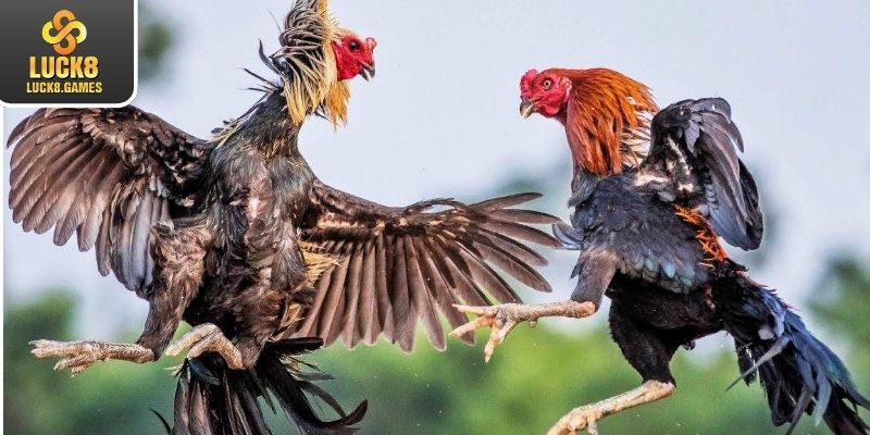 Một số quy định có trong trận đấu đá gà tre bạn nên biết